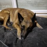 Picture of dog lost at St Quentin Fallavier