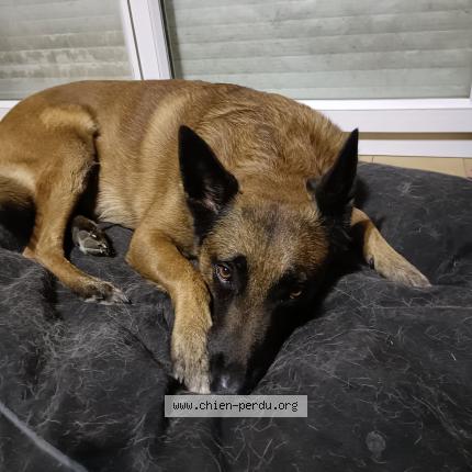 Photo 1/2 Snoop Chien lost in St quentin fallavier