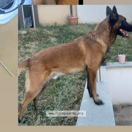 Photo 2/2 Snoop Chien lost in St quentin fallavier