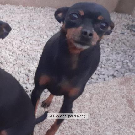 Photo 1/1 Nina Chien lost in Niort