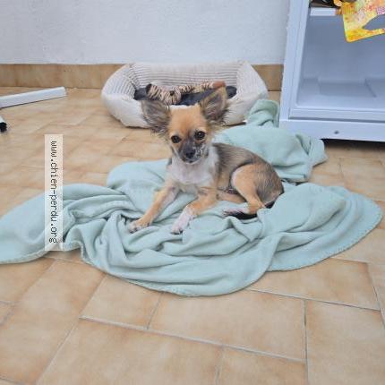 Photo 1/1 Olive Chien lost in Montfort le gesnois