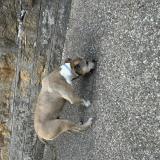 Picture of dog found at Saint Cyr Au Mont D Or