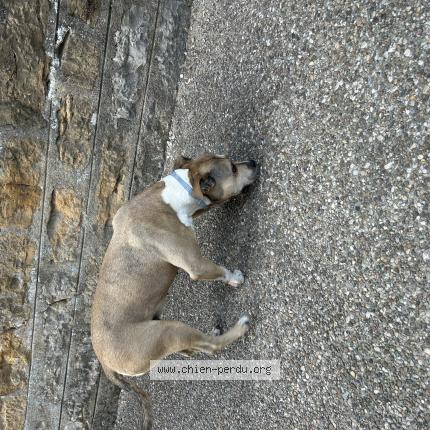 Photo 1/1 Found dog Found in Saint cyr au mont d or