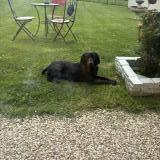 Picture of dog lost at Estal