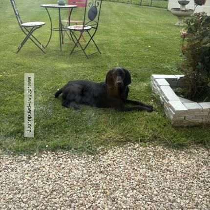 Photo 1/1 Vif Chien lost in Estal