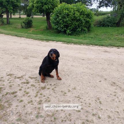 Photo 1/1 Roxy Chien lost in Varennes