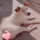 Picture of dog lost at Lespignan