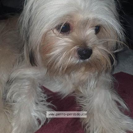 Photo 1/1 Aisha Chien lost in Ica