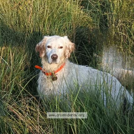 Photo 1/2 Jump Chien lost in Manosque