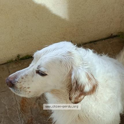 Photo 2/2 Jump Chien lost in Manosque