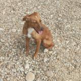 Picture of dog found at Giroussens