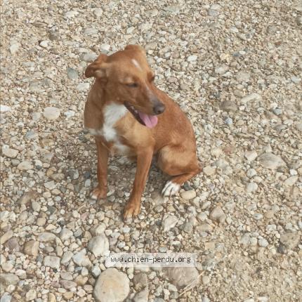 Picture of dog found at Giroussens