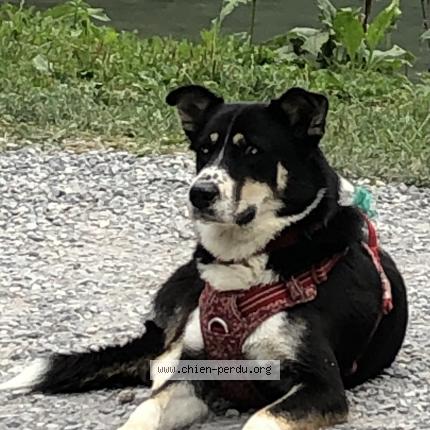 Photo 1/1 AKA Chien lost in Annemasse