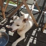 Picture of dog found at Villefranche De Rouergue