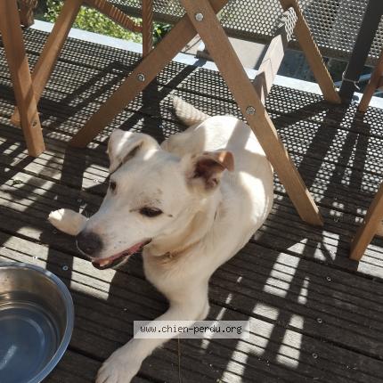 Photo 1/1 Found dog Found in Villefranche de rouergue