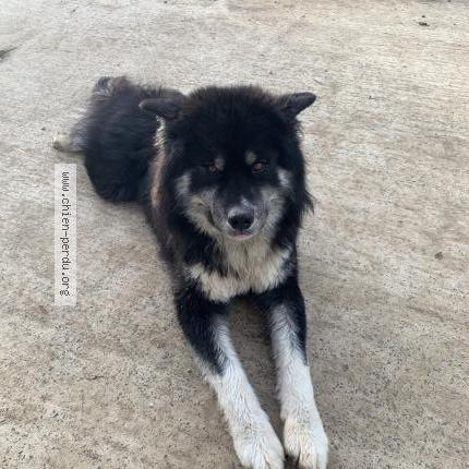 Photo 1/1 Riuk Chien lost in Louvigny