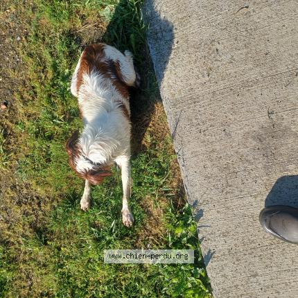 Photo 1/1 Oona Chien lost in Artigat