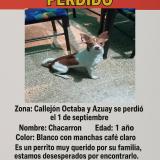 Picture of dog lost at Guayaquil