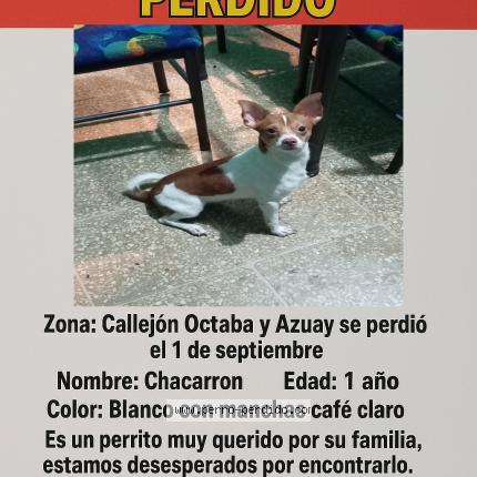 Photo 1/1 Chacarron Chien lost in Guayaquil
