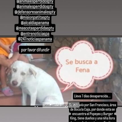 Photo 1/1 Fena Chien lost in San francisco al frente popeye