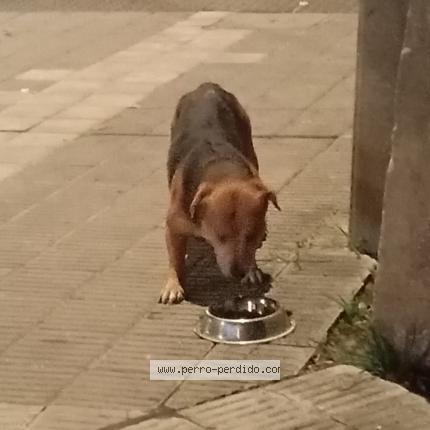 Photo 1/1 Found dog Found in Montevideo