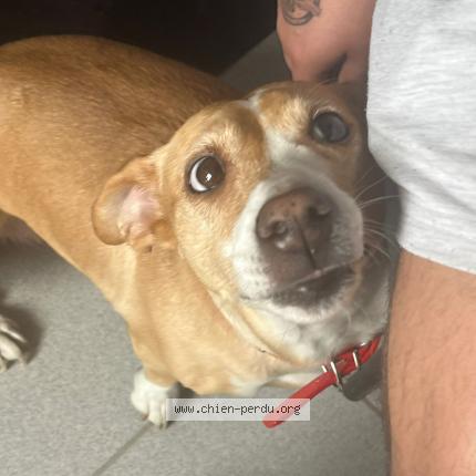 Photo 1/1 Safíra Chien lost in Livry gargan