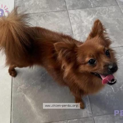 Photo 1/1 Soju Chien lost in Aubervilliers