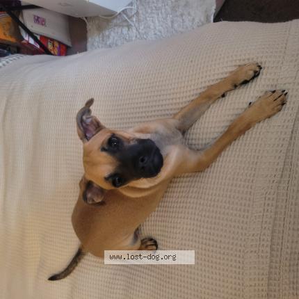 Photo 1/1 Reunited dog Lost in Anaheim