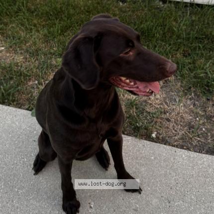 Photo 1/1 Reunited dog Lost in Milwaukee