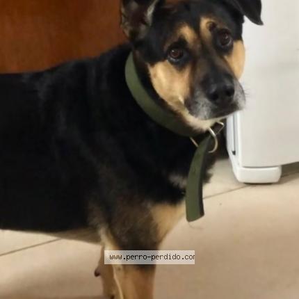 Photo 1/1 ASTOR Chien lost in Asuncion