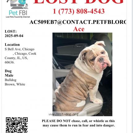 Picture of dog lost at Chicago