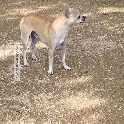 Photo 1/1 Found dog Found in Toulouse