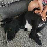 Picture of dog lost at Pouzols Minervois