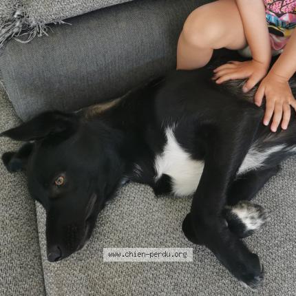 Photo 1/1 Samy Chien lost in Pouzols minervois