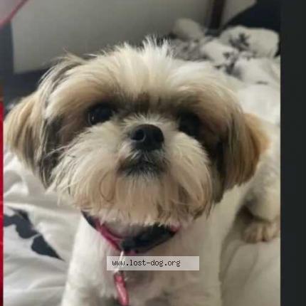 Picture of dog lost at Conyers