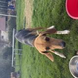 Picture of dog found at Coutansouze