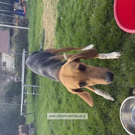 Photo 1/1 Found dog Found in Coutansouze