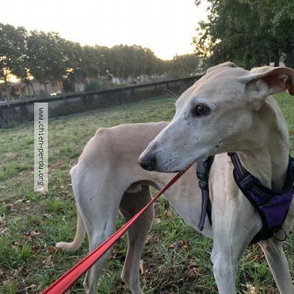 Photo 1/1 Walibi Chien lost in Montlucon