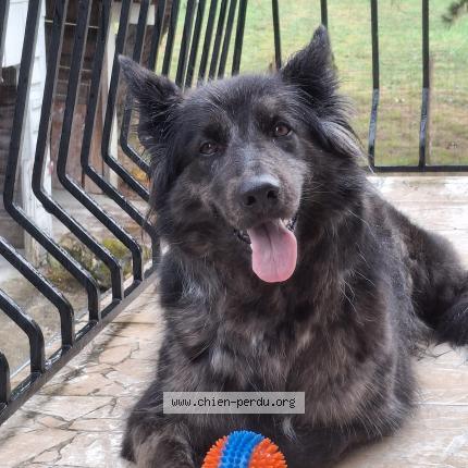 Photo 1/1 Rebelle Chien lost in Bonnetan