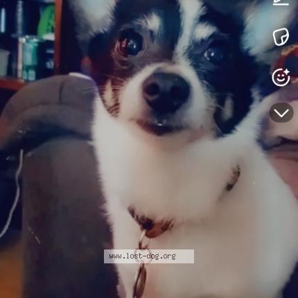 Photo 1/1 Reunited dog Lost in Richland