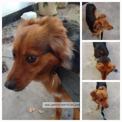 Photo 1/1 Found dog Found in C a b a