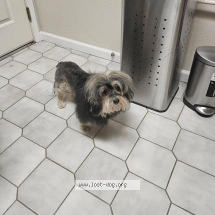 Picture of dog lost at Elk Grove