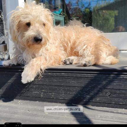 Foto 1/1 Simba Hond vermist in Vaux S Chevremont