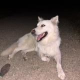 Picture of dog found at Saint Pere En Retz