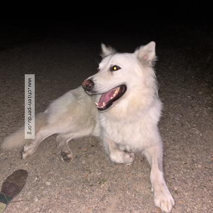 Photo 1/1 Found dog Found in Saint pere en retz