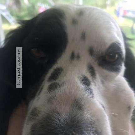 Photo 1/1 Skek Chien lost in Beaulieu sur dordogne