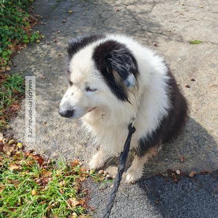 Photo 1/1 Found dog Found in Quimper
