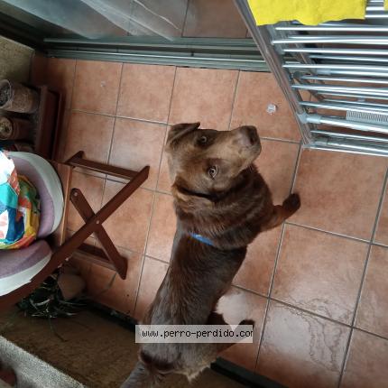 Photo 1/1 Found dog Found in Santiago