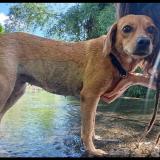 Picture of dog lost at Elancourt