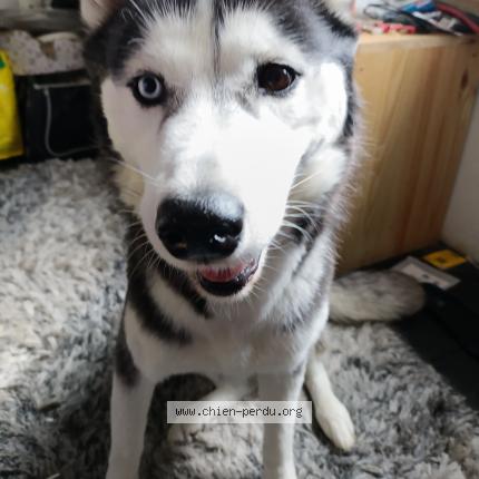 Foto 1/1 Hond teruggevonden Vermist in Turnhout